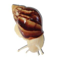 달팽이 키우기 백와달팽이 4.5cm 이하 어린개체