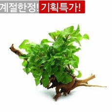 오늘의 특별 할인! 헬로아쿠아 핫 아이템 10종