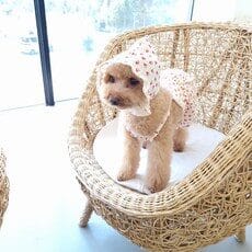 강아지보닛 브랜드 선두주자! BEST 10